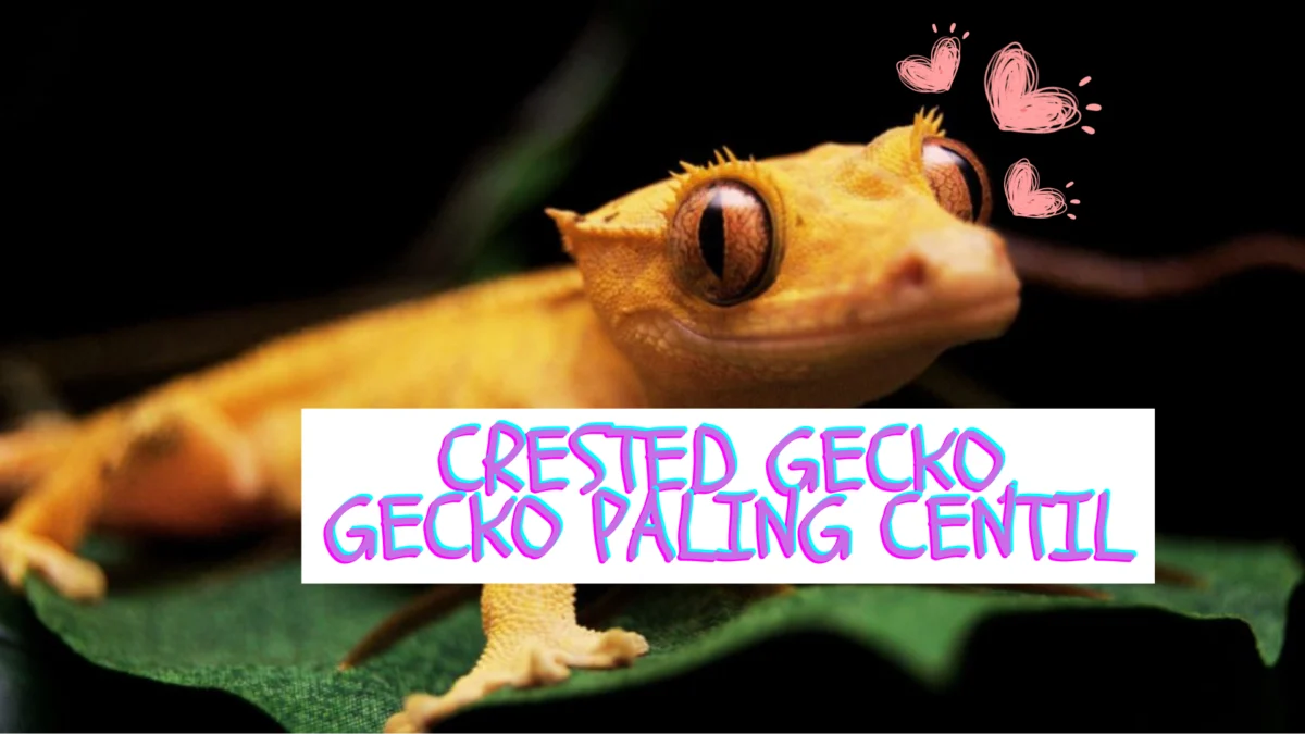 mengenal crested gecko: gecko tercantik dan unik