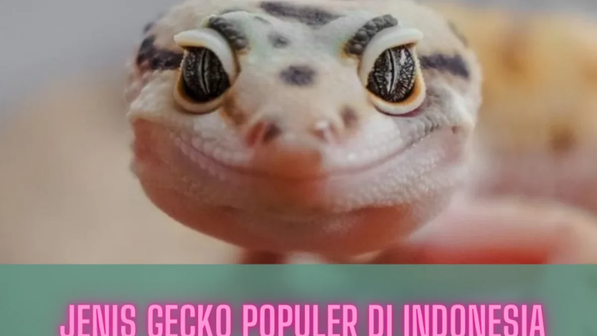 jenis gecko populer di Indonesia