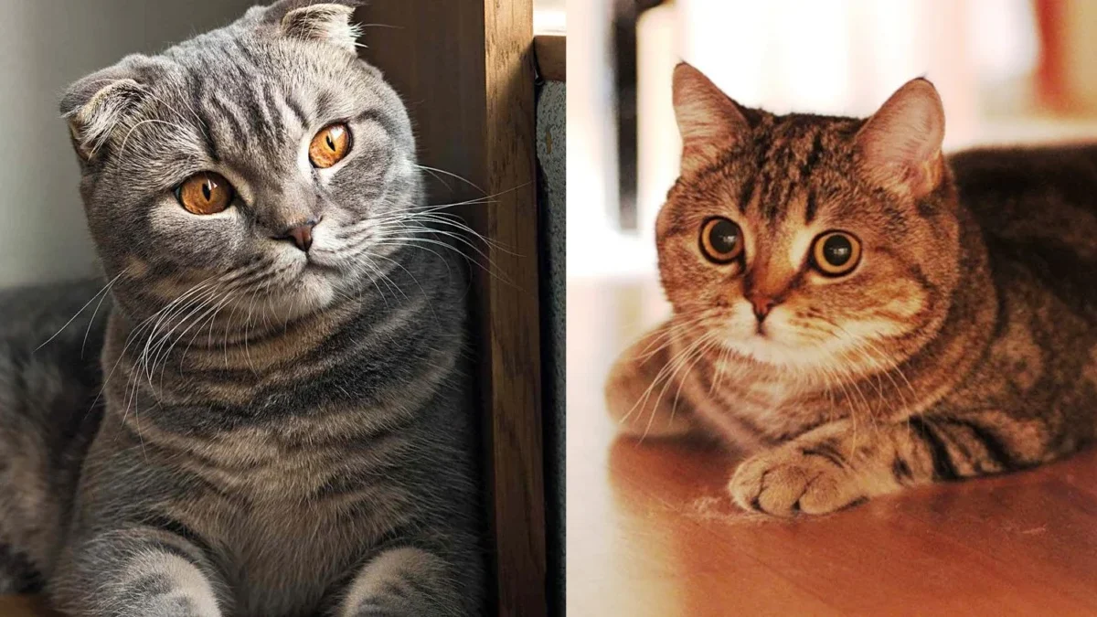 Perbedaan Kucing Scottish Fold dan Straight