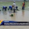 LPPNU Kab. Cirebon Tanam Padi Di Lahan Rawan Banjir