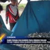 Panen Perdana Ikan Bandeng Pasca Kemarau Panjang
