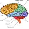 Sistem Otak Manusia