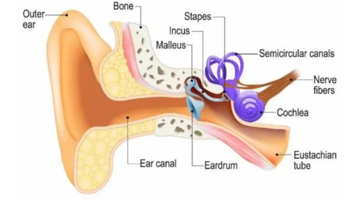 sistem pendengaran pada manusia