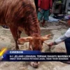 H-1 Jelang Lebaran, Ternak Rahayu Marema\'an