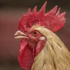 Bejat, Duda di Cianjur Sodomi Seorang Bocah Usai Lihat Ayam Kawin