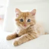 Kenapa Kucing Merengek Seperti Anak Kecil? Inilah Alasannya yang Bikin Gemas